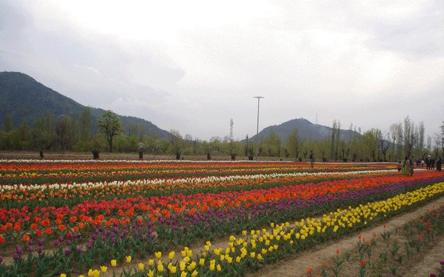 Tulip Garden